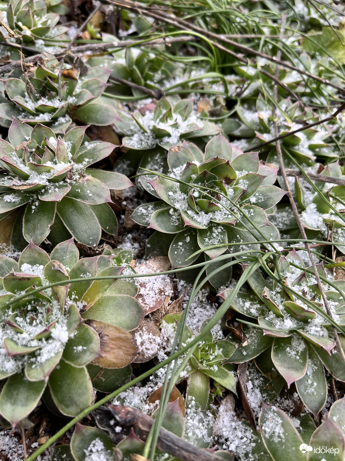 Kövirózsák meghintve egy kis hóval