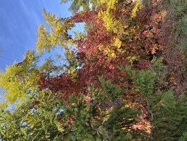 barlabasheni fotója