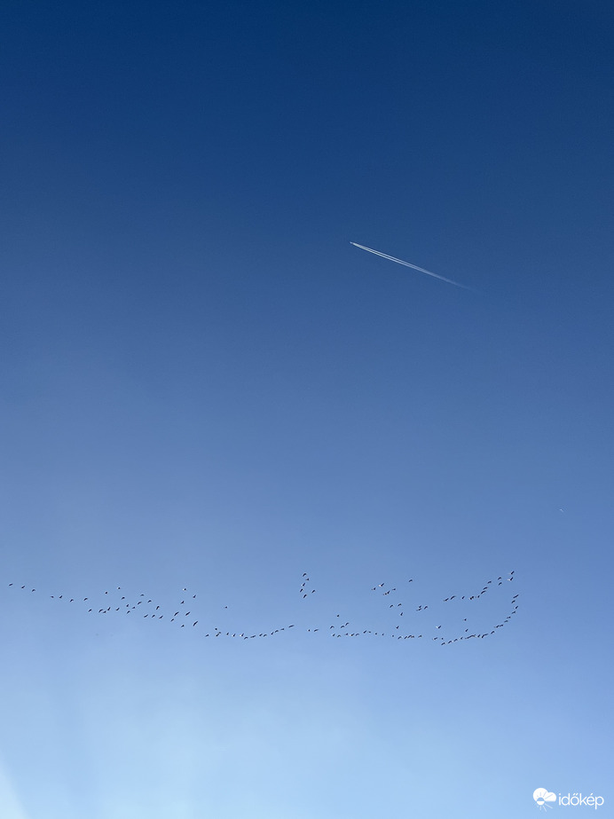 Délnek repülnek a vadlibák