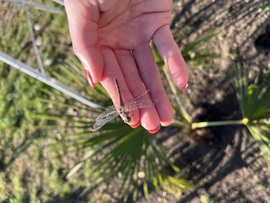 barlabasheni fotója