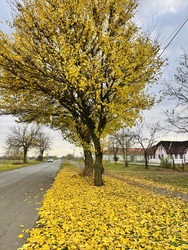 barlabasheni fotója