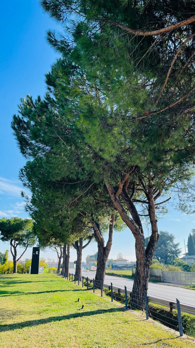 Istrana