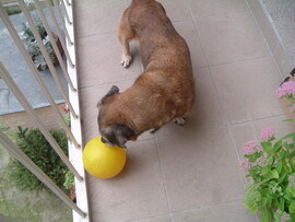 Ismerkedés a focival