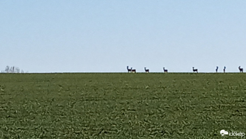 Észlelési fényképek