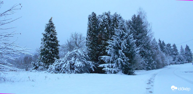 erdei panoráma