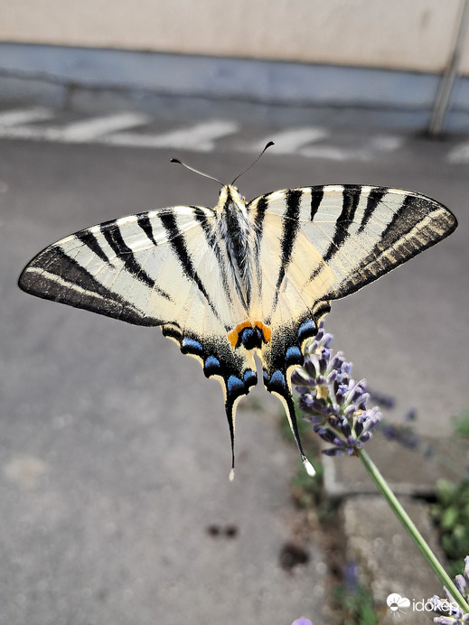 Kardoslepke