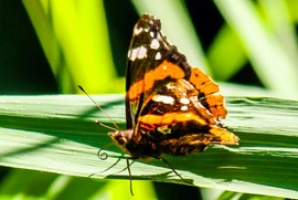 Admirális lepke 