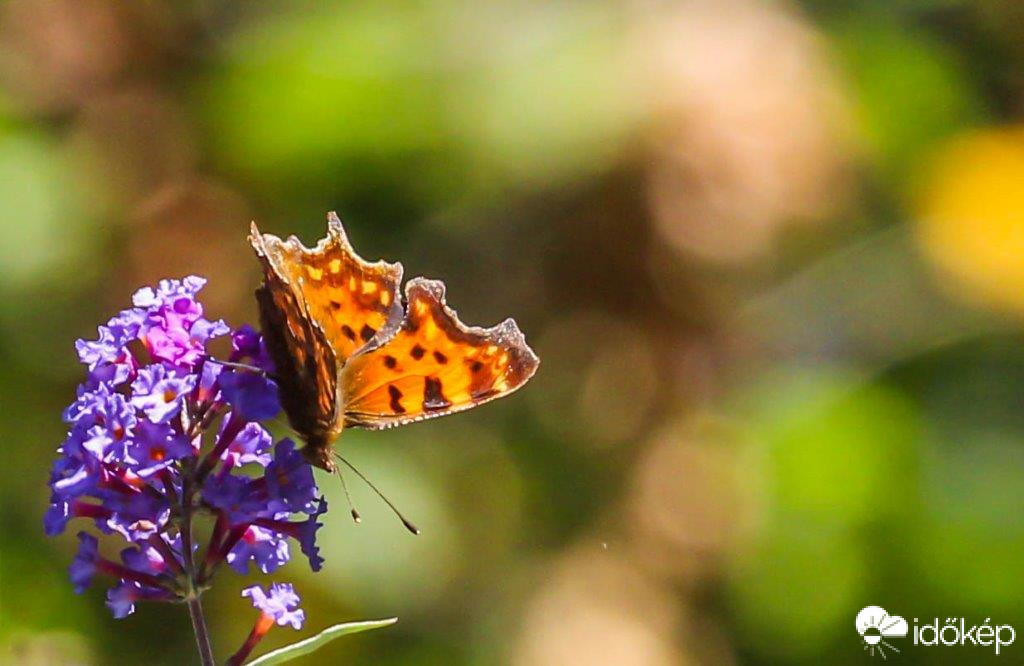 C-betüs lepke 