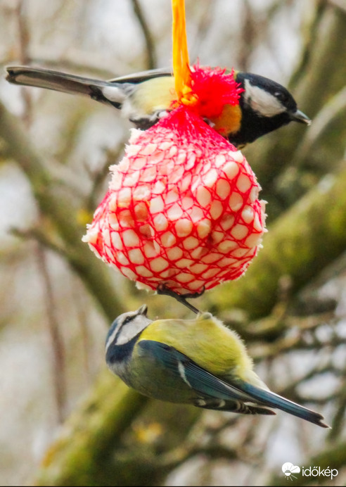 Szinkron evés. Cinegék. 