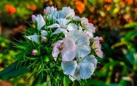 Nyílik a Törökszekfű Novemberben. 