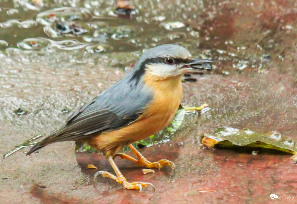 Várom az esőszünetet. 