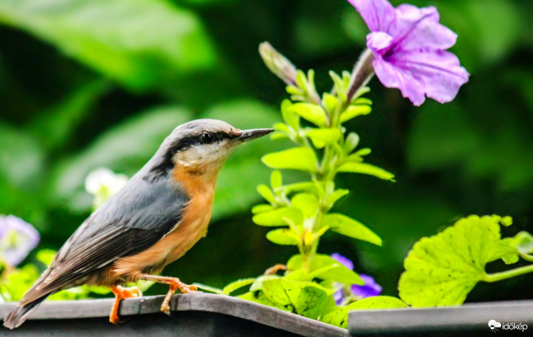 Csuszka az erkélyen. 