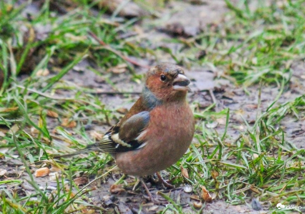 Nekem csak a maradék jut. Pintyőke. 