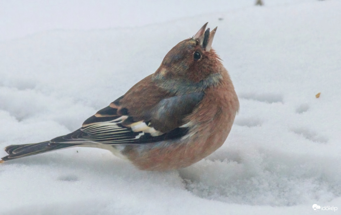 Fel a fejjel Pintyőke, lesz még Tavasz, lesz még Nyár!