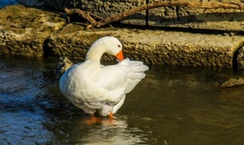 Márton napi  Házi lúd .