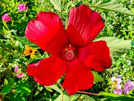 Hibiszkusz 