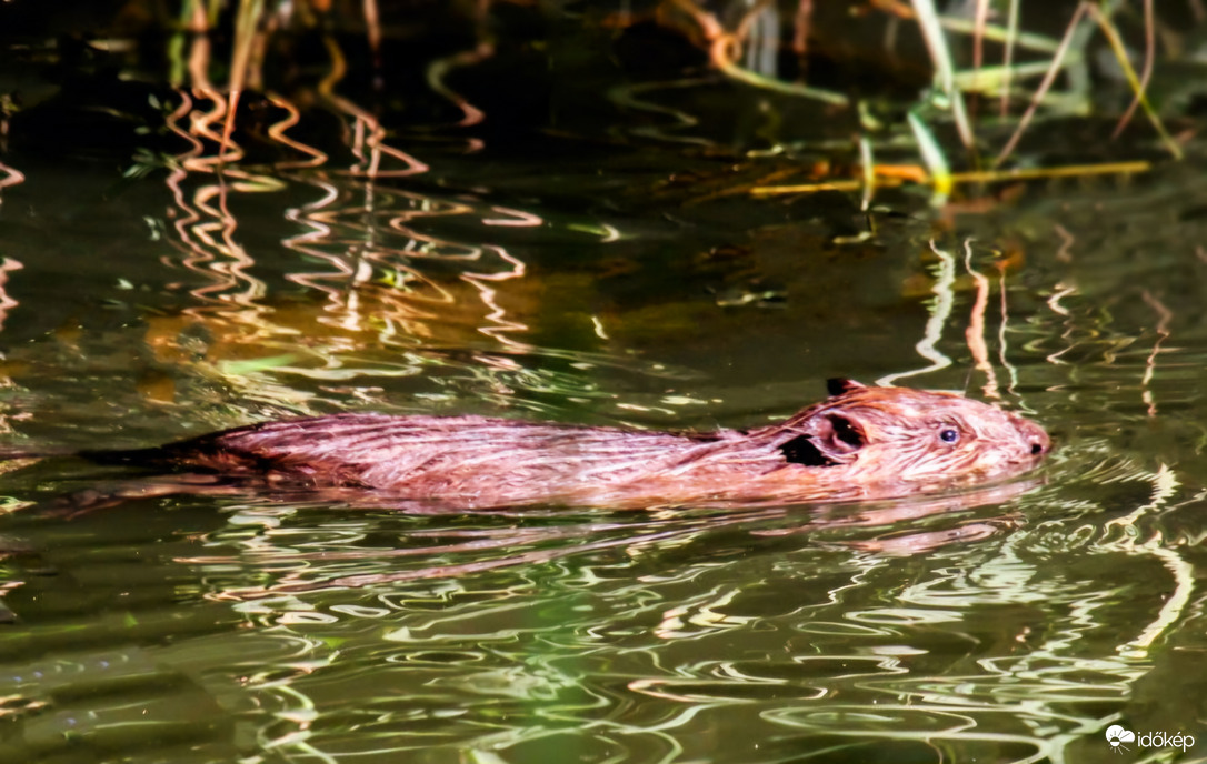 Hód  Úszok eggyet és megyek vissza a váramba. 