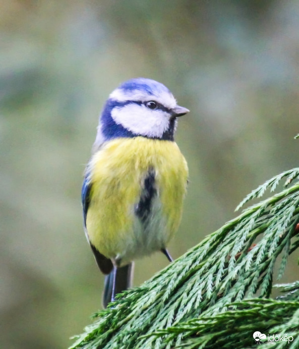 Szép napot Kék cinege. 
