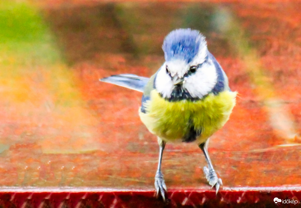 Kékcini Egy esős Vasárnap délután. 