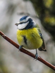 Pici csőrü Kék cinege 