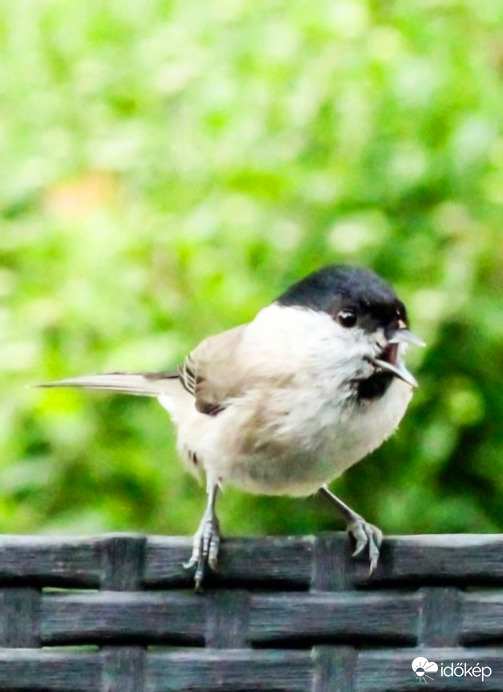 Éhes vagyok! Kormosfejű cinege 