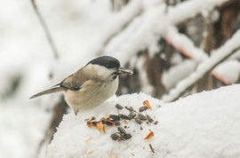 Nekem térdig ér a hó! Kormosfejű cinege. 