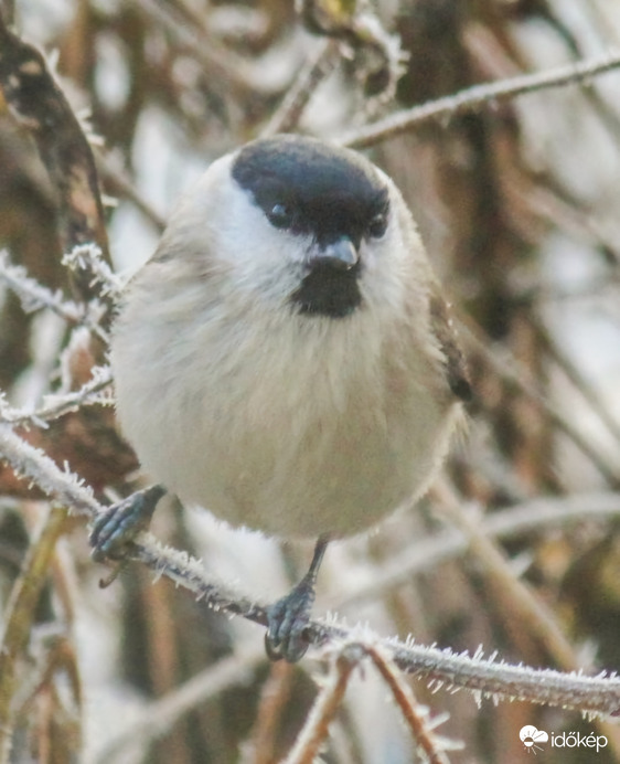 Hideg van, fázik a lábam. Kormosfejű. 