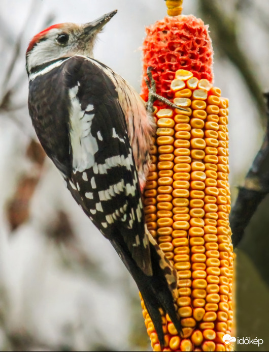 A héten már kitartok vele. Köszi!