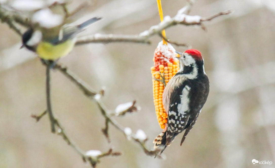 Hébe-hóba ide járunk. 