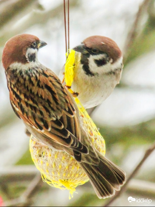 Jó Verebek kis helyen is elférnek 