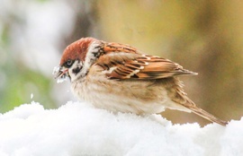 A Tél az csak Tél. 