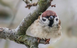 Melegítem a hátam. 