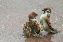 Mit mondtál az anyámra!