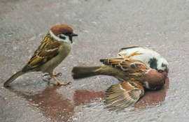 A bíró figyeli a mérkőzést. 