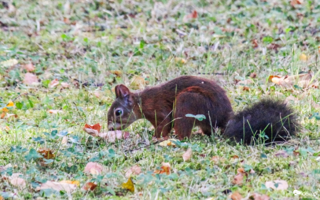 Leesett egy dió, azt keresem!