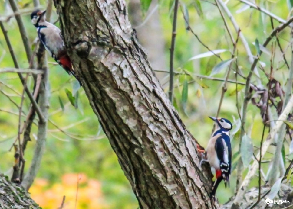 Nagyvizit reggel.  Nagy fakopáncsok. 