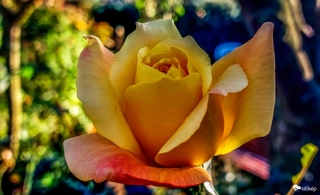 Kertünk utólsó rózsája. Mai felvétel. 