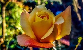 Kertünk utólsó rózsája. Mai felvétel. 