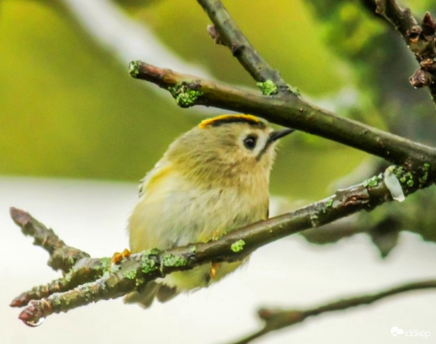 Sárgafejű királyka 