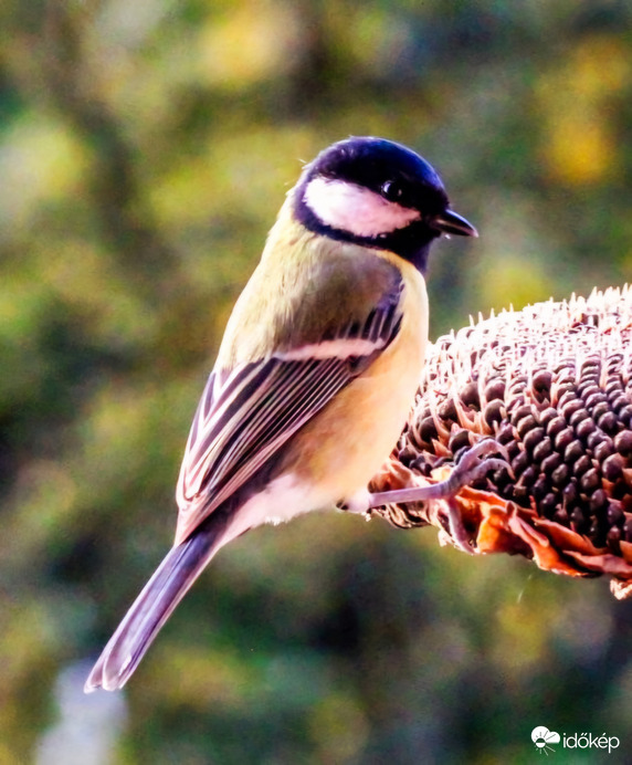 Terülj terülj asztalkám!