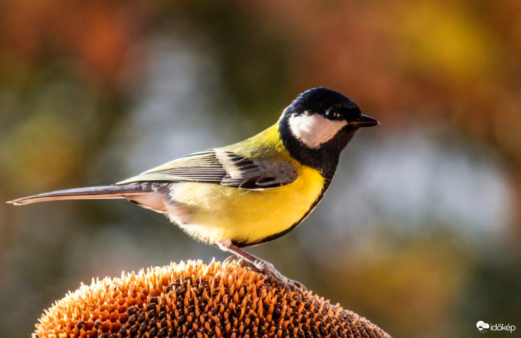 Ez már az Indián nyár!