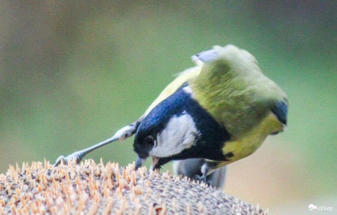 Ez nem matek, de ennek is ki kell jönni!