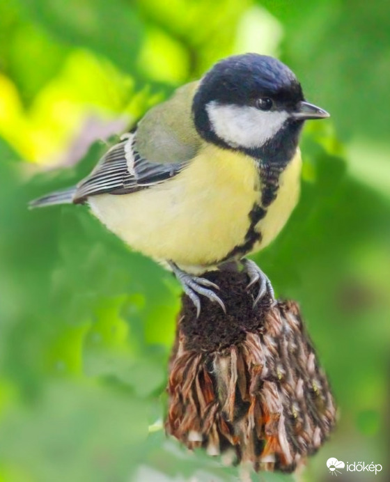 A kúpvirágon kuporgok. Széncinege. 