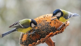 Jó itt lenni, itt mindig van mit enni!