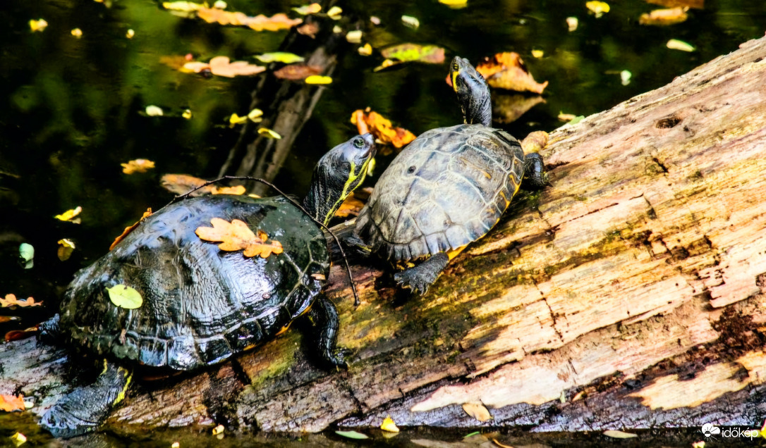 Teknősök 
