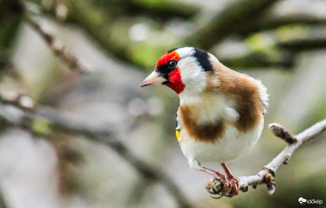 Egy kis szín a szürkeségben. Tengelic. 