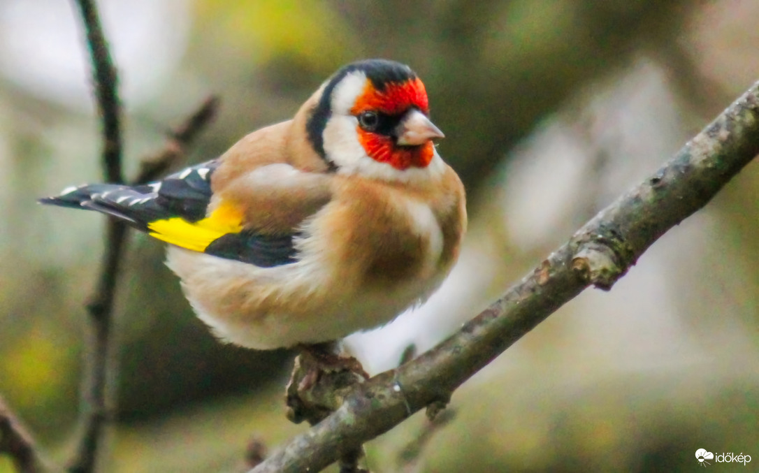 Egy jólakott Tengelic. 