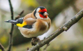 Egy jólakott Tengelic. 