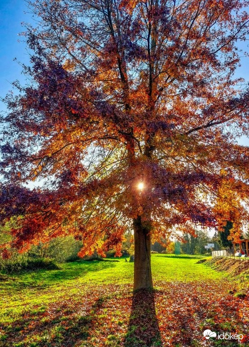 Tölgyfa 