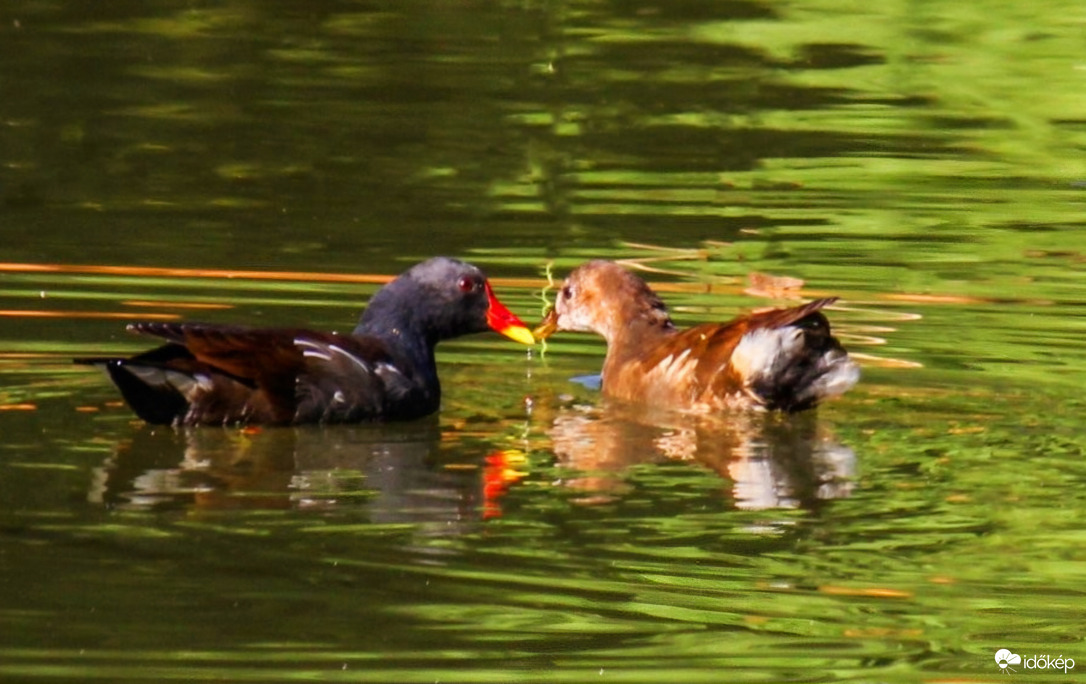 Elmehetsz, de vigyázz magadra!